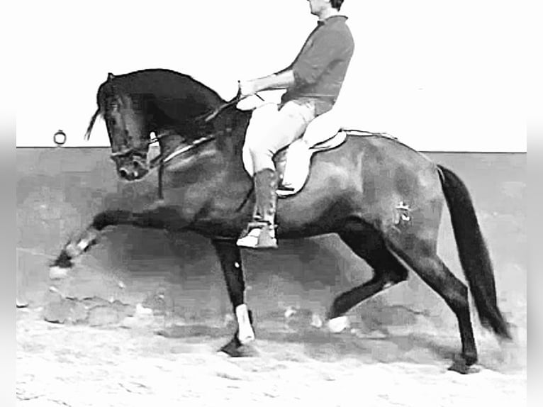 PRE Mix Castrone 4 Anni 165 cm Morello in Granada