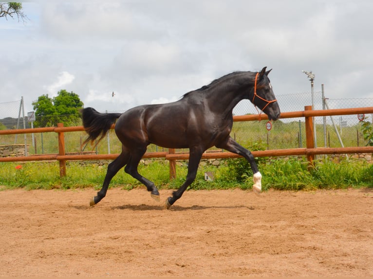 PRE Castrone 4 Anni 165 cm Morello in Monells