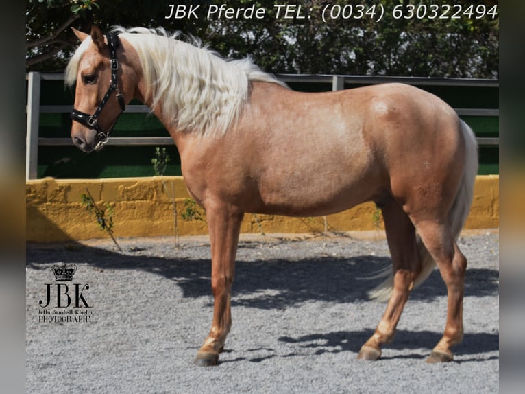 PRE Mix Castrone 4 Anni 165 cm Palomino in Tabernas Almeria
