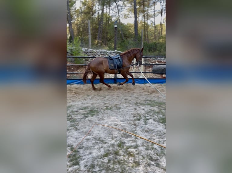 PRE Castrone 4 Anni 165 cm Sauro in Olesa De Bonesvalls