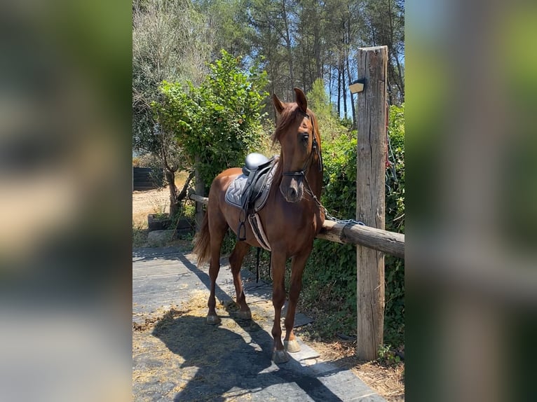 PRE Castrone 4 Anni 165 cm Sauro in Olesa De Bonesvalls