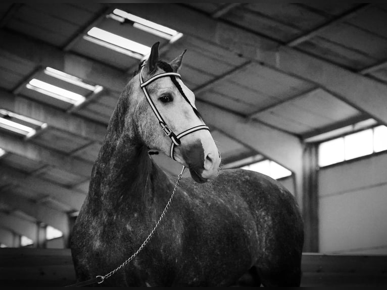 PRE Castrone 4 Anni 166 cm Grigio in Serooskerke