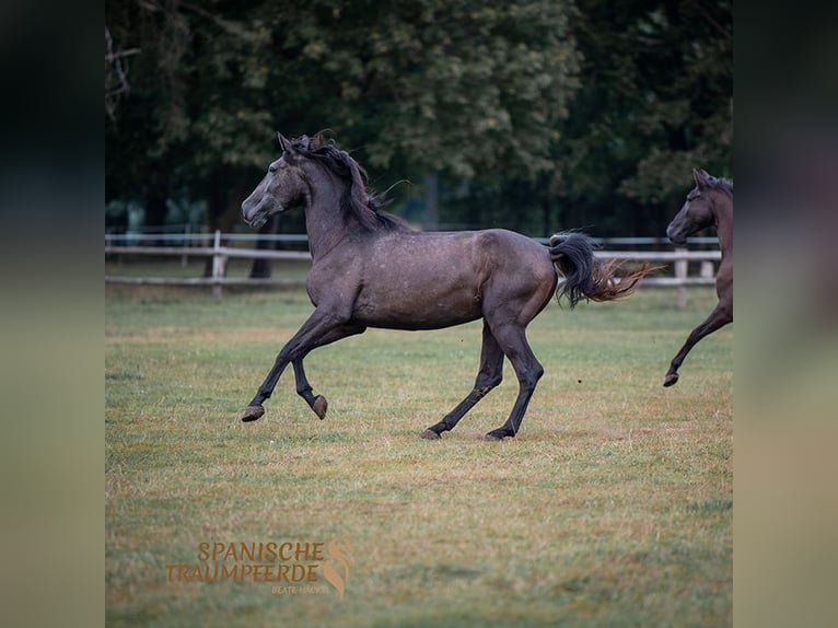 PRE Castrone 4 Anni 166 cm Grigio ferro in Traventhal