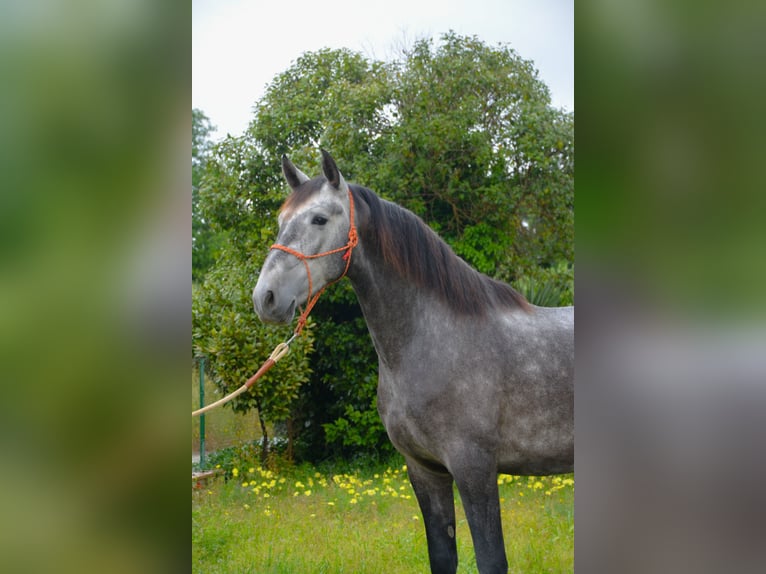PRE Castrone 4 Anni 167 cm Grigio pezzato in Monells