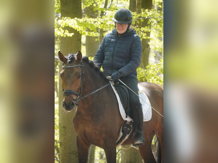 PRE Mix Castrone 4 Anni 168 cm Baio in Nettersheim