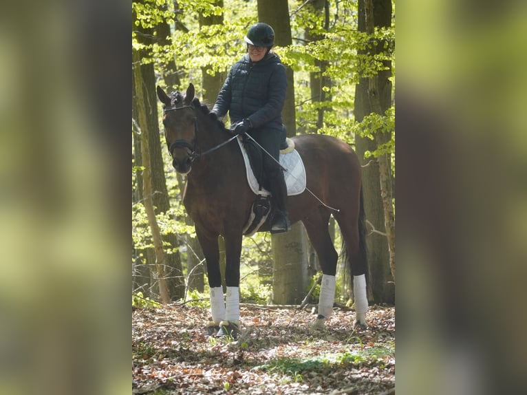 PRE Mix Castrone 4 Anni 168 cm Baio in Nettersheim