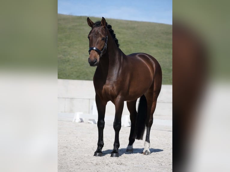 PRE Mix Castrone 4 Anni 168 cm Baio in Nettersheim