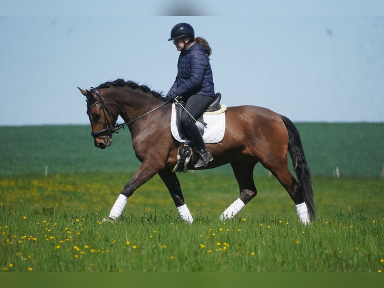 PRE Mix Castrone 4 Anni 168 cm Baio in Nettersheim