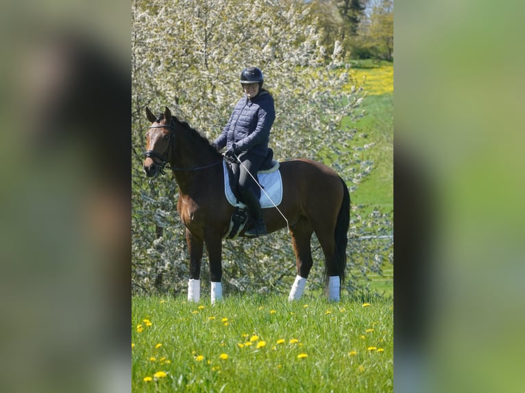 PRE Mix Castrone 4 Anni 168 cm Baio in Nettersheim