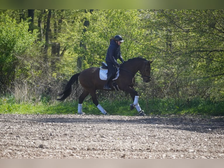 PRE Mix Castrone 4 Anni 168 cm Baio in Nettersheim