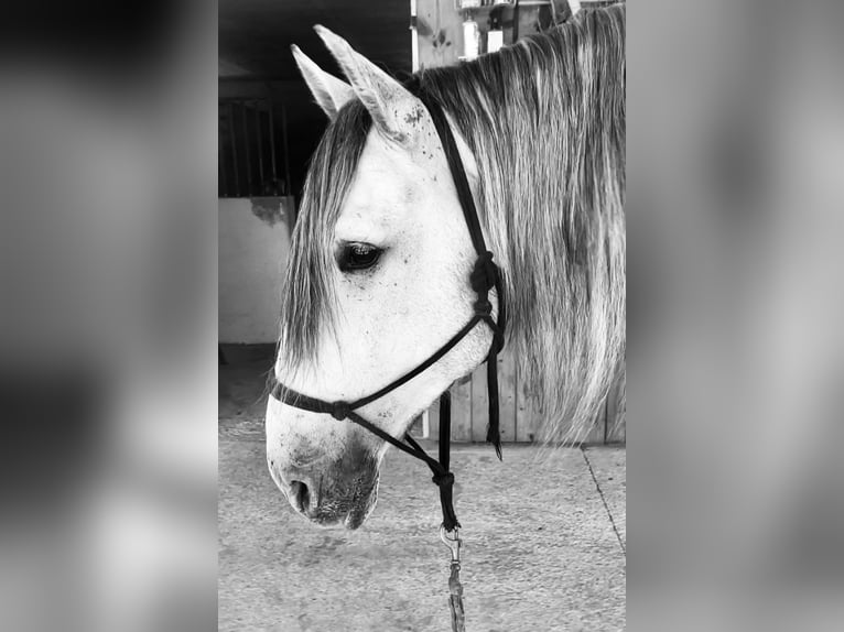 PRE Castrone 4 Anni 168 cm Grigio in Platja De Muro (Urbanitzacio) Mallorca