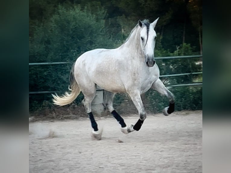 PRE Castrone 4 Anni 168 cm Grigio in Platja De Muro (Urbanitzacio) Mallorca