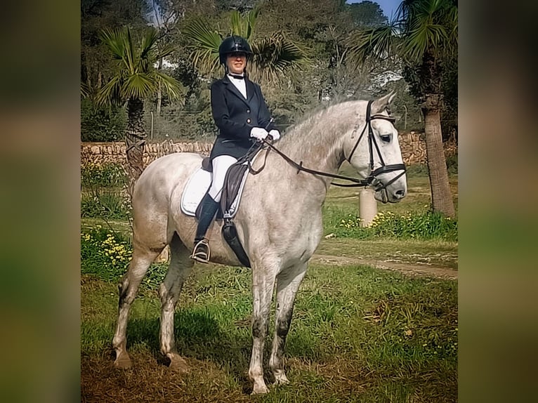 PRE Castrone 4 Anni 168 cm Grigio in Platja De Muro (Urbanitzacio) Mallorca