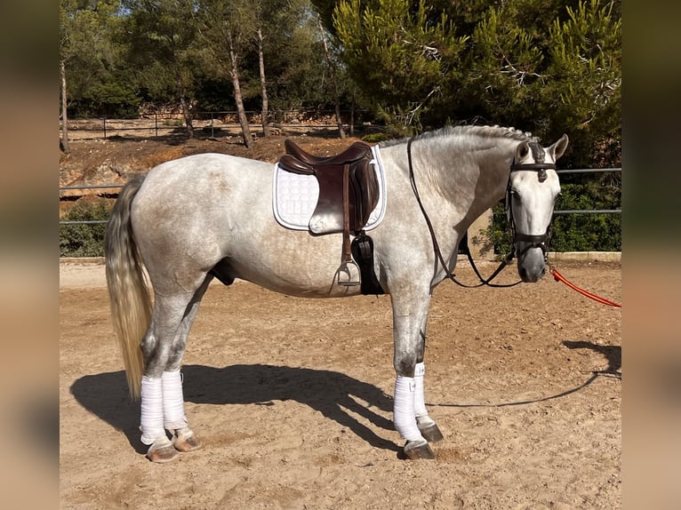 PRE Castrone 4 Anni 168 cm Grigio in Platja De Muro (Urbanitzacio) Mallorca