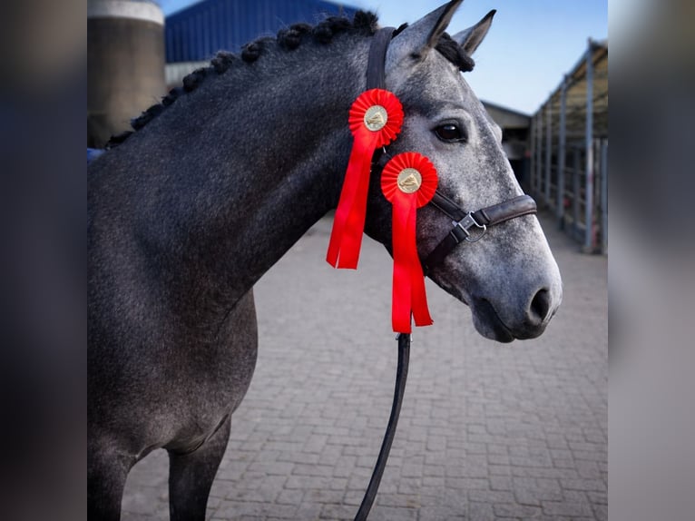 PRE Mix Castrone 4 Anni 168 cm Grigio in Poeldijk