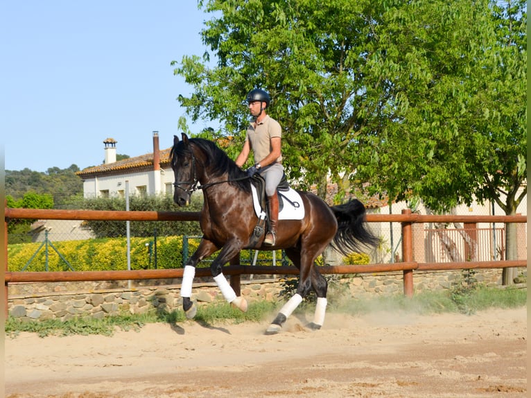 PRE Castrone 4 Anni 168 cm Morello in Monells