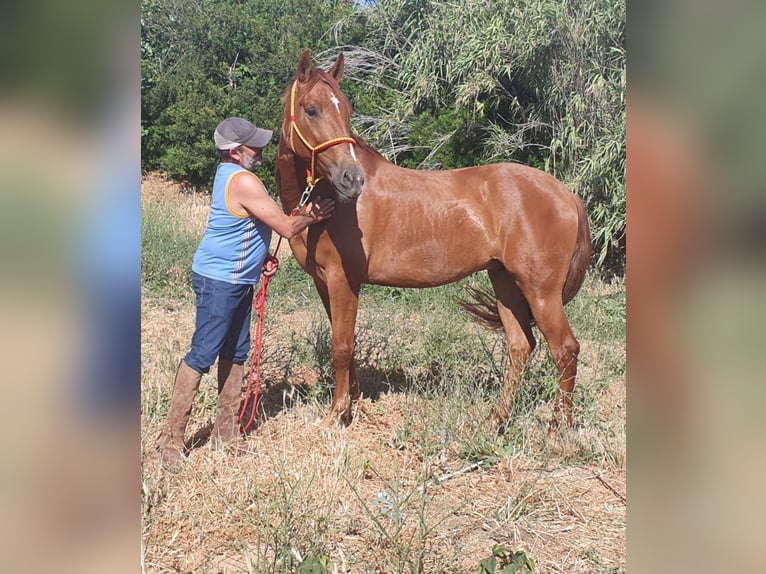 PRE Mix Castrone 4 Anni 168 cm Sauro in Chiclana de la Frontera