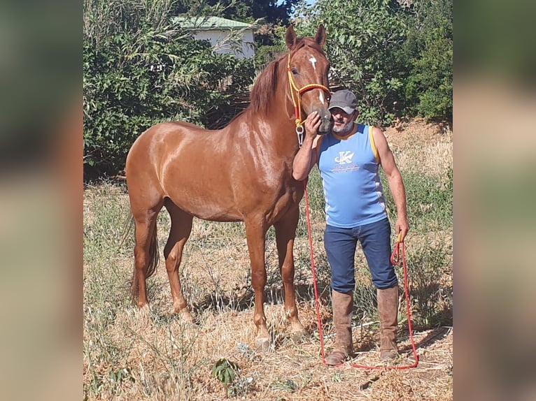 PRE Mix Castrone 4 Anni 168 cm Sauro in Chiclana de la Frontera