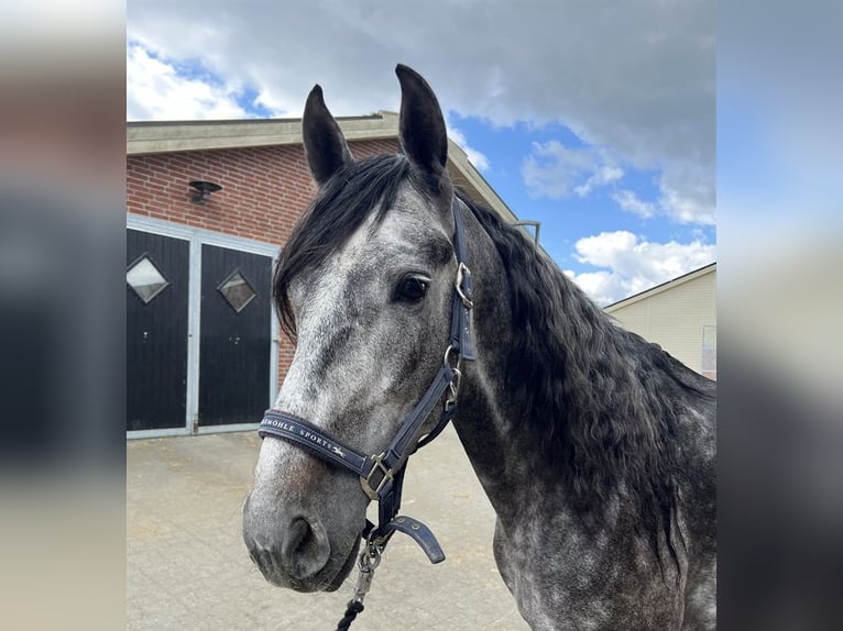 PRE Castrone 4 Anni 169 cm Grigio in Nidderau