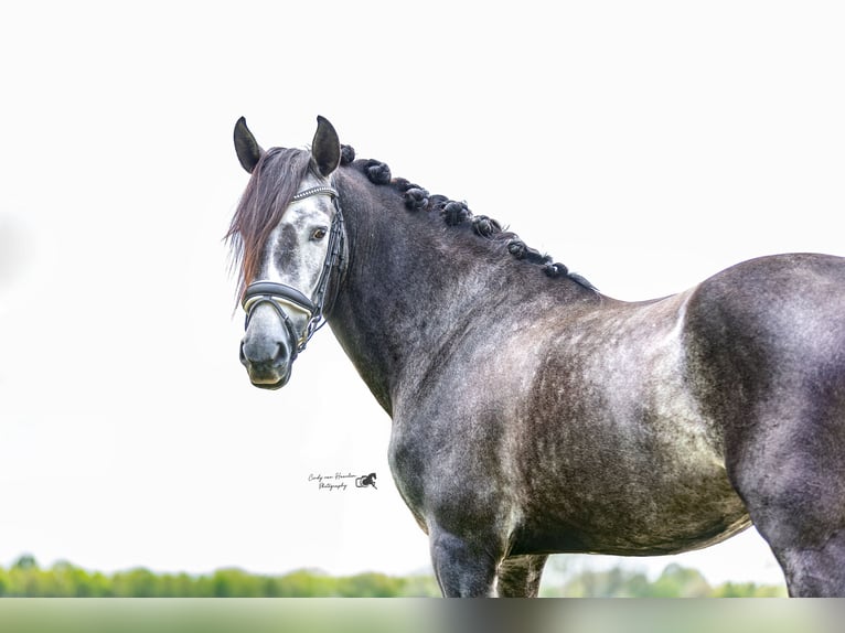 PRE Castrone 4 Anni 169 cm Grigio in Hoogeloon