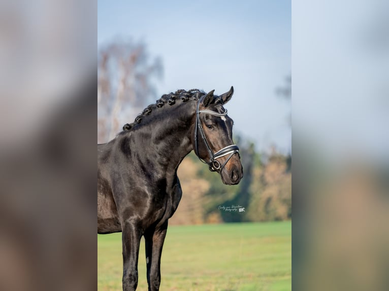 PRE Castrone 4 Anni 169 cm Morello in Hoogeloon