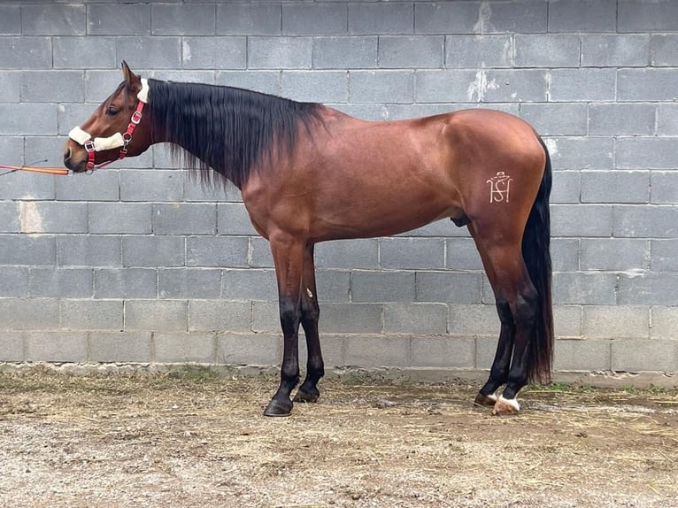 PRE Castrone 4 Anni 170 cm Baio chiaro in Barbera Del Valles