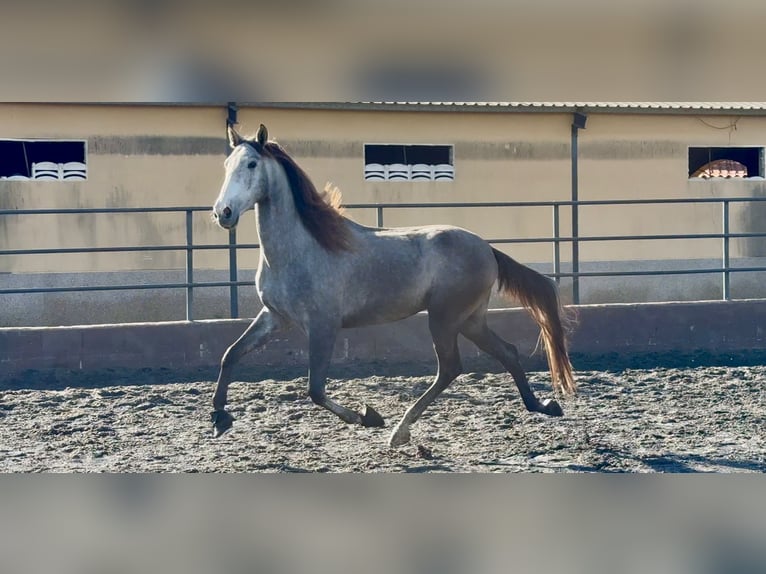 PRE Mix Castrone 4 Anni 170 cm Grigio in Santa Perpetua de Mogoda