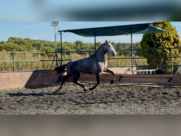 PRE Mix Castrone 4 Anni 170 cm Grigio in Santa Perpetua de Mogoda
