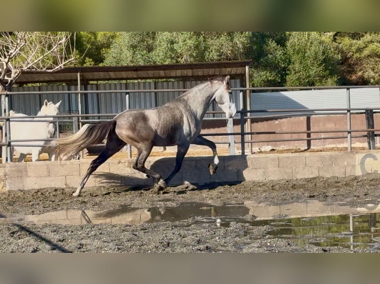 PRE Mix Castrone 4 Anni 170 cm Grigio in Santa Perpetua de Mogoda
