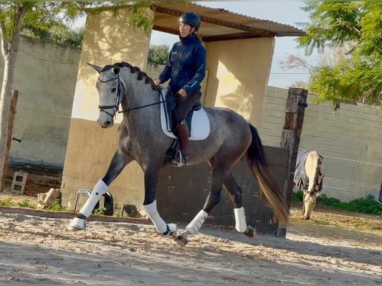 PRE Mix Castrone 4 Anni 170 cm Grigio in Santa Perpetua de Mogoda