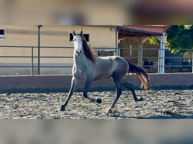 PRE Mix Castrone 4 Anni 170 cm Grigio in Barcelona