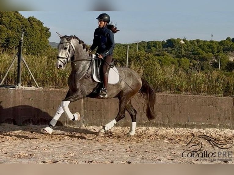 PRE Castrone 4 Anni 170 cm Grigio in Barcelona