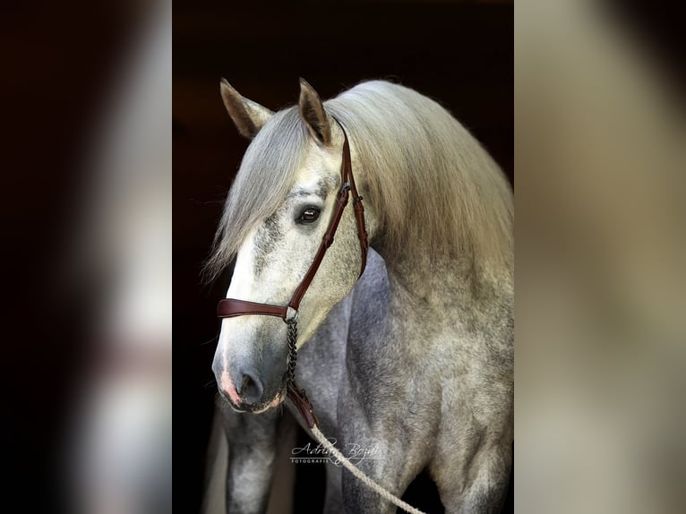 PRE Mix Castrone 4 Anni 171 cm Grigio in Niederstaufen