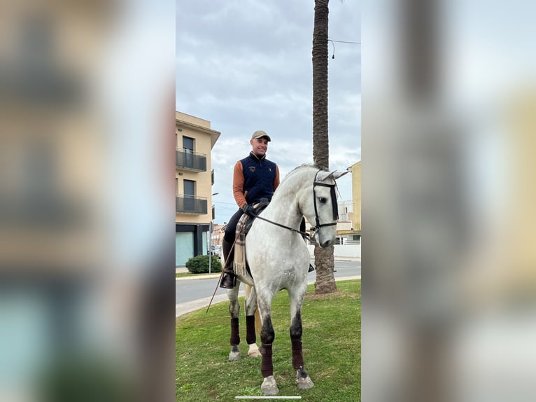 PRE Castrone 4 Anni 172 cm Grigio in Deltebre