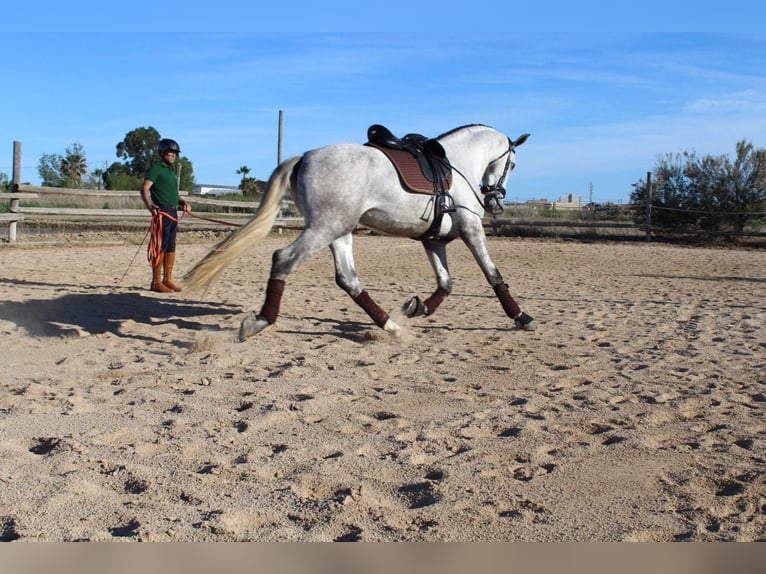 PRE Castrone 4 Anni 172 cm Grigio in Deltebre