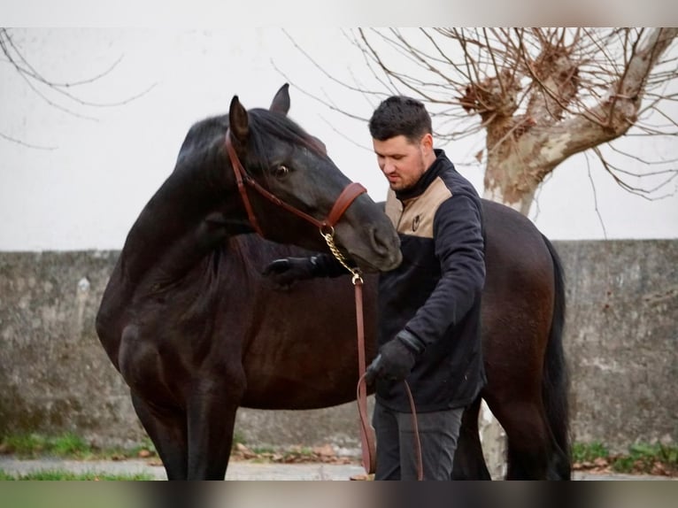 PRE Castrone 4 Anni in Ourense