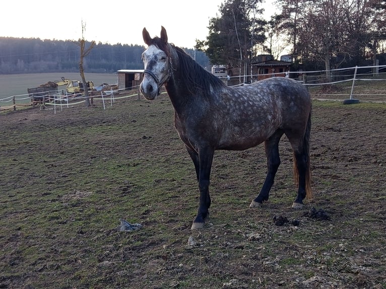 PRE Castrone 4 Anni Grigio in Bělá