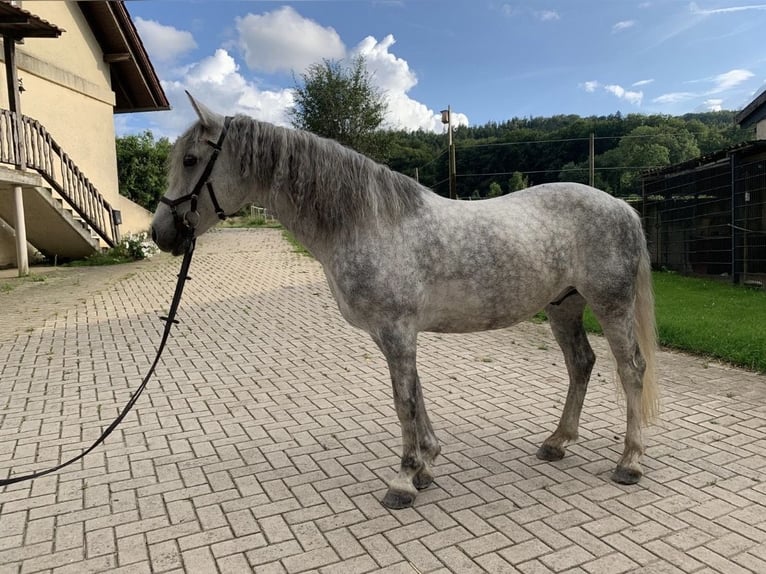 PRE Castrone 5 Anni 153 cm Grigio in Hasbergen