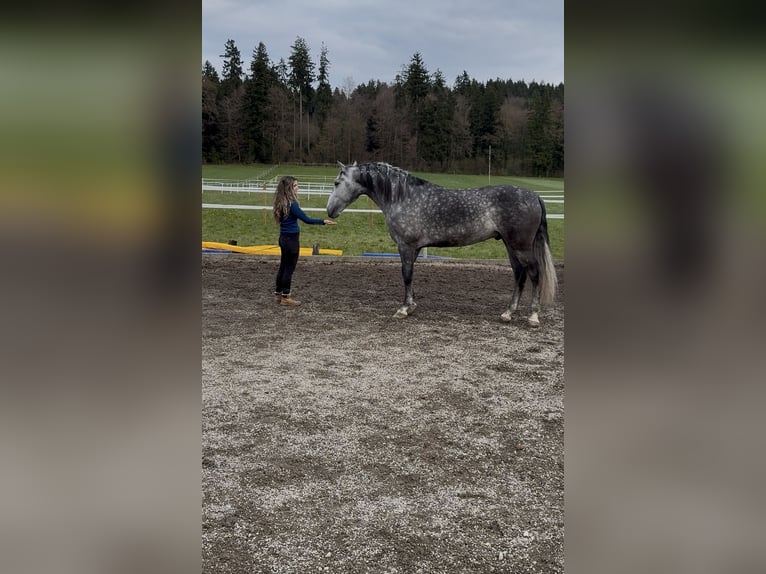 PRE Castrone 5 Anni 154 cm Grigio pezzato in Baar