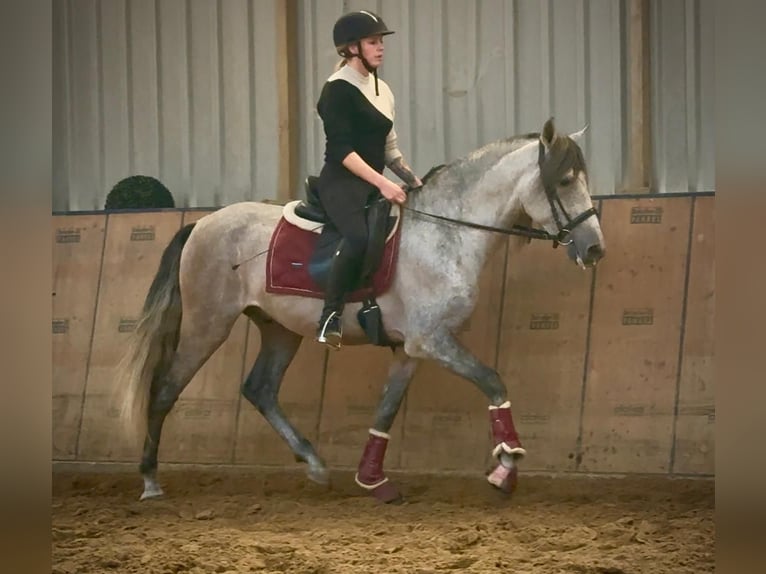 PRE Castrone 5 Anni 155 cm Grigio in Neustadt (Wied)