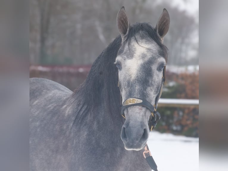 PRE Castrone 5 Anni 155 cm Leardo in Neustadt (Wied)