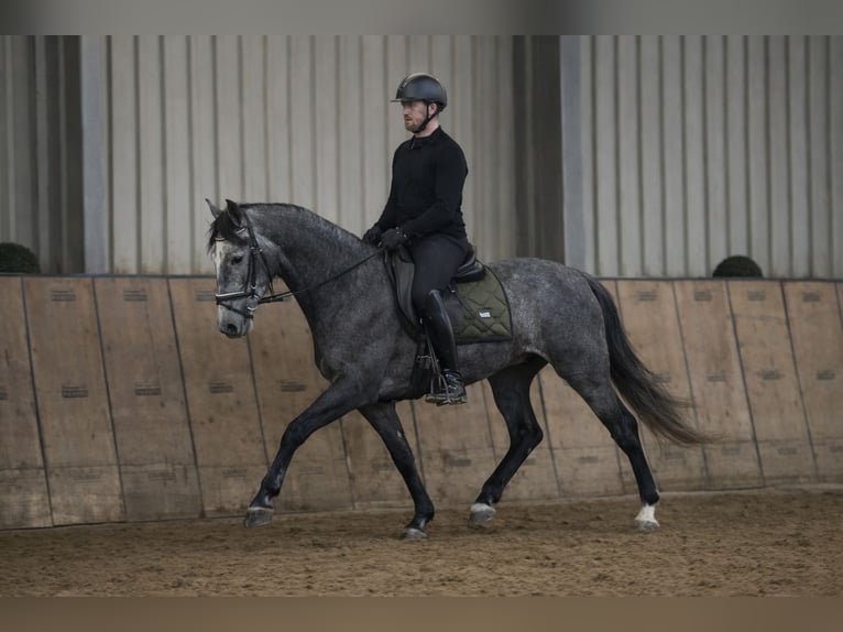 PRE Castrone 5 Anni 155 cm Leardo in Neustadt (Wied)