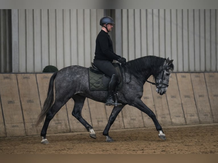 PRE Castrone 5 Anni 155 cm Leardo in Neustadt (Wied)