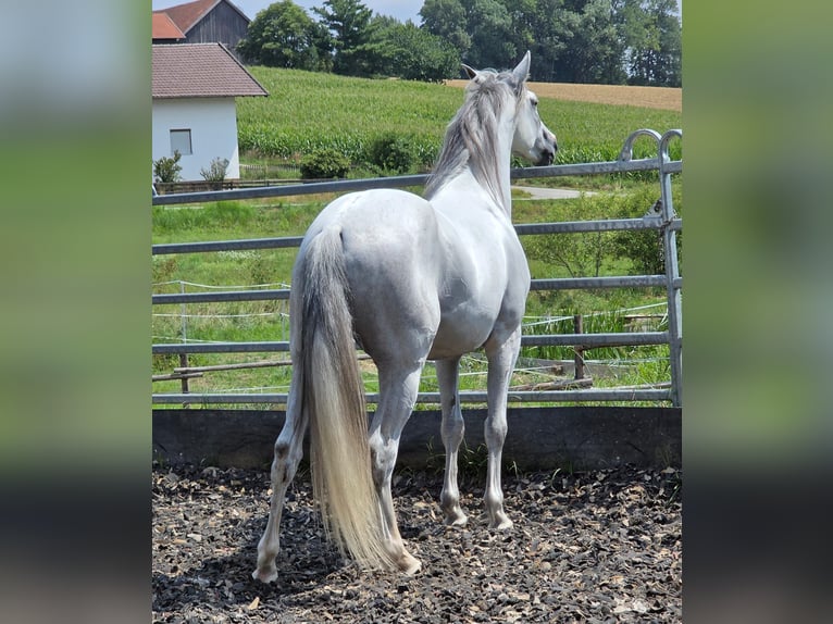 PRE Castrone 5 Anni 156 cm Grigio in Johanniskirchen, Habach 1