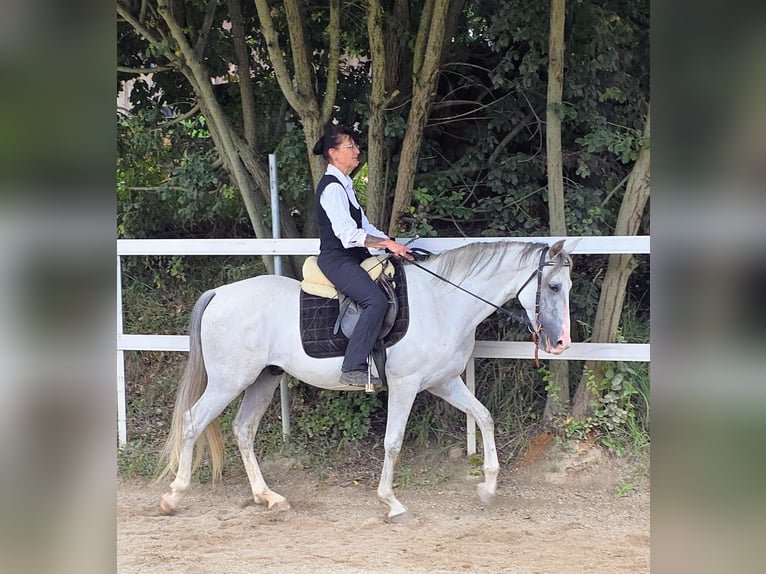 PRE Castrone 5 Anni 156 cm Grigio in Johanniskirchen, Habach 1
