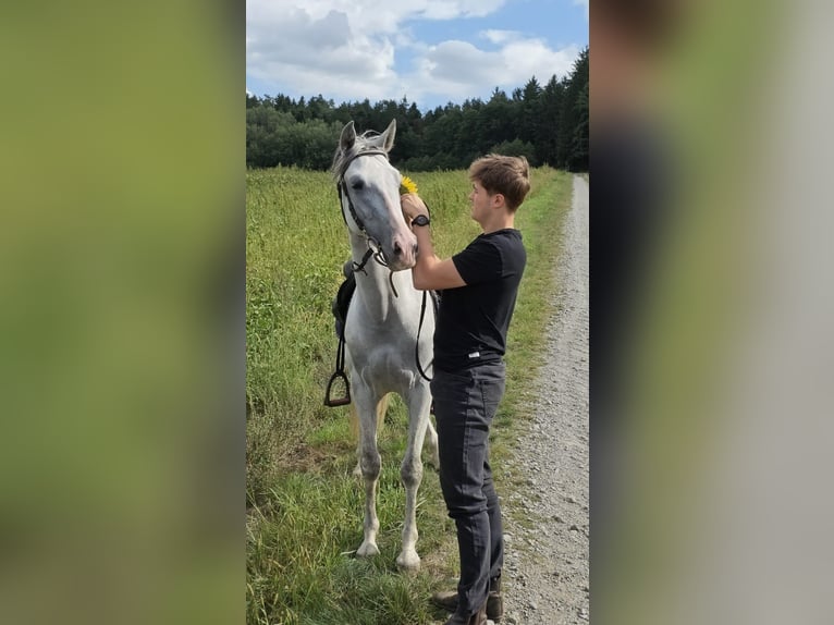 PRE Castrone 5 Anni 156 cm Grigio in Johanniskirchen, Habach 1