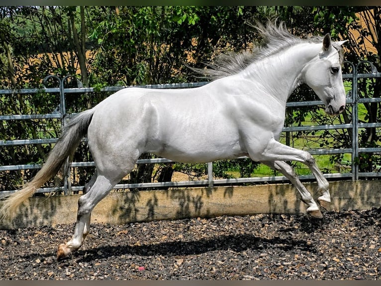 PRE Castrone 5 Anni 156 cm Grigio in Johanniskirchen, Habach 1