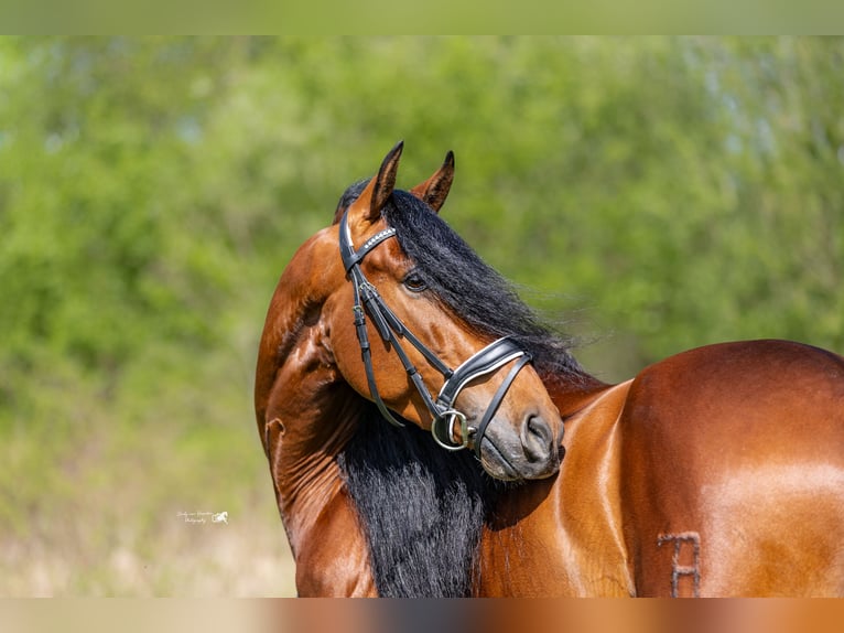 PRE Castrone 5 Anni 157 cm Baio in Hoogeloon