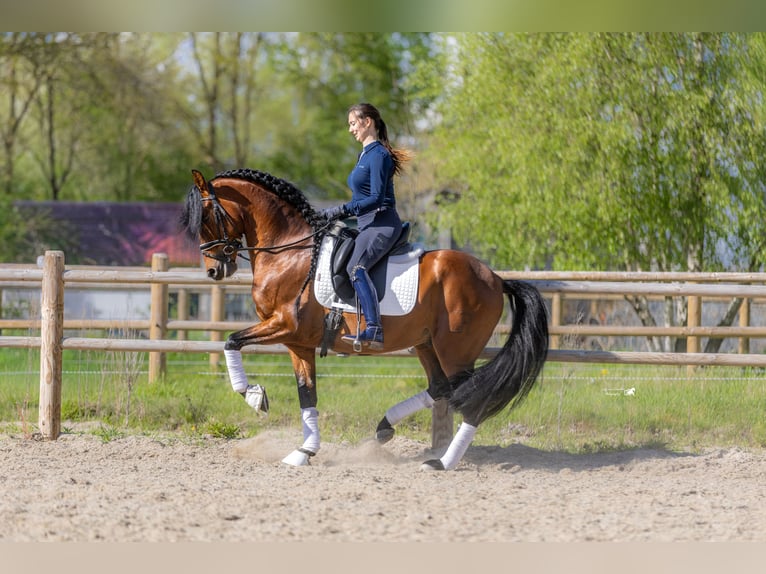 PRE Castrone 5 Anni 157 cm Baio in Hoogeloon