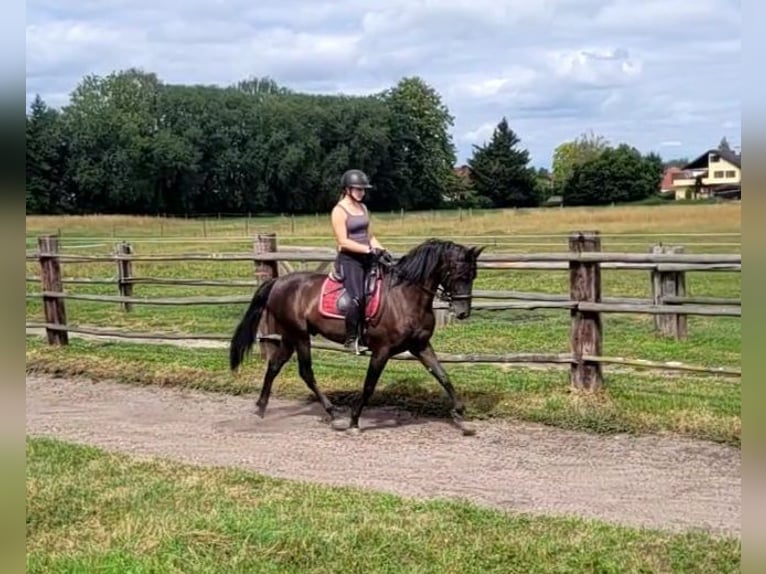 PRE Mix Castrone 5 Anni 157 cm Baio scuro in Karlshuld